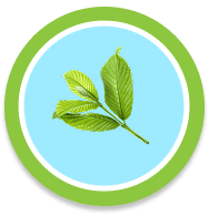 เฟรชมิ้น_icon11