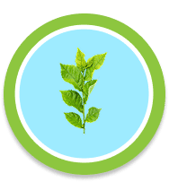 เฟรชมิ้น_icon8